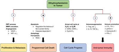 Dihydroartemisinin: A Potential Drug for the Treatment of Malignancies and Inflammatory Diseases